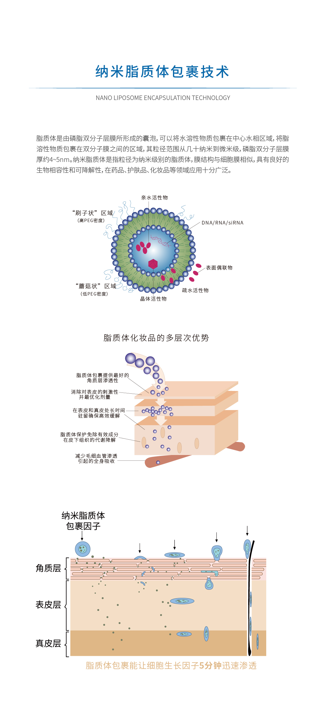 1納米脂質體包裹2.jpg